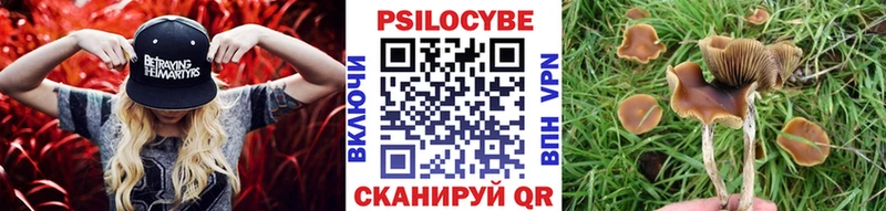 Псилоцибиновые грибы Psilocybe  Рубцовск 